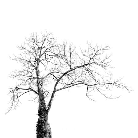 Dead Tree without Leaves on whiteの写真素材