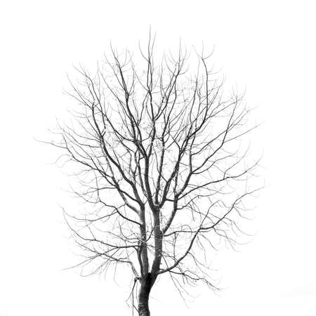 Dead Tree without Leaves on whiteの写真素材