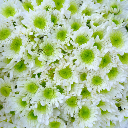 white chrysanthemum flowers background in fresh marketの写真素材