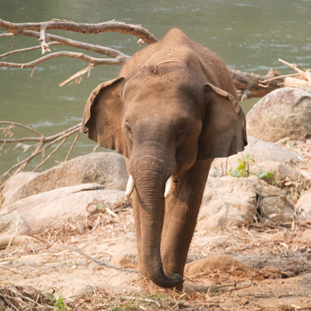 one elephant in the zooの写真素材
