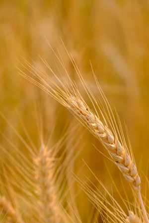 â¨Gold Wheat Field Backgroundの写真素材