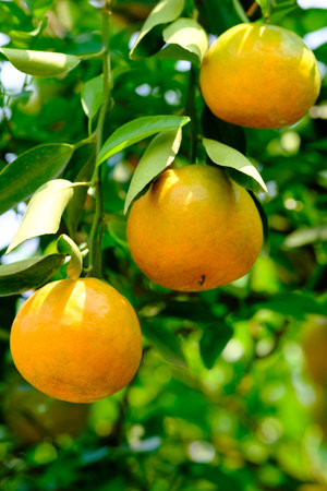 tangerines on the tree with green leavesの写真素材