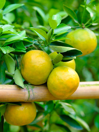 tangerines on the tree with green leavesの写真素材