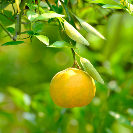 tangerines on the tree with green leavesの写真素材
