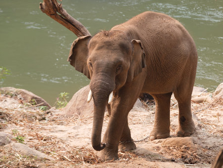 one elephant in the zooの写真素材