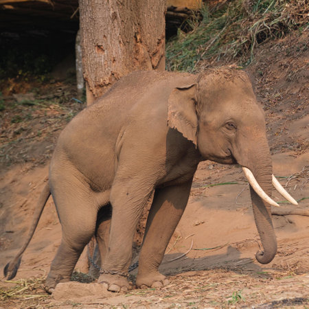 one elephant in the zooの写真素材