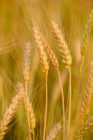 â¨Gold Wheat Field Backgroundの写真素材