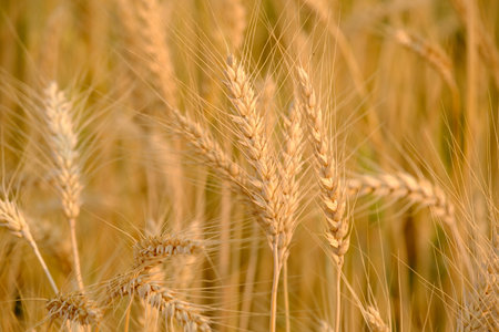 â¨Gold Wheat Field Backgroundの写真素材