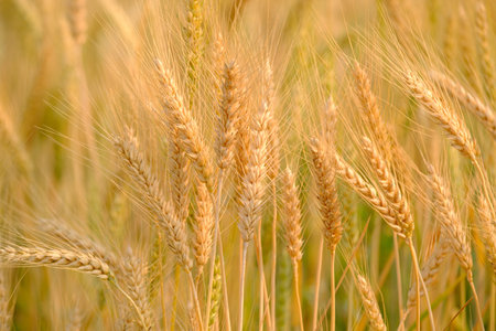 â¨Gold Wheat Field Backgroundの写真素材