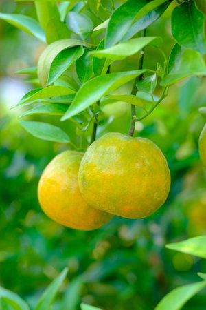 tangerines on the tree with green leavesの写真素材