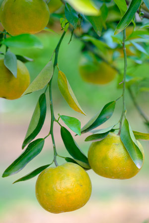 tangerines on the tree with green leavesの写真素材