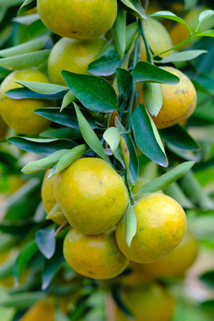 tangerines on the tree with green leavesの写真素材