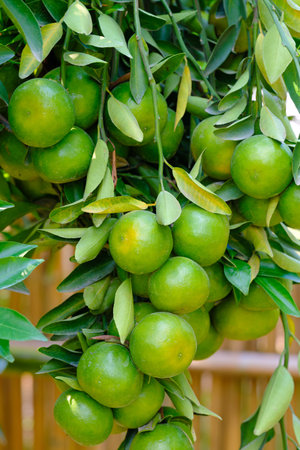 tangerines on the tree with green leavesの写真素材