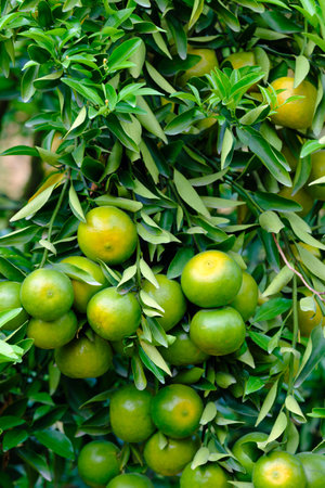 tangerines on the tree with green leavesの写真素材