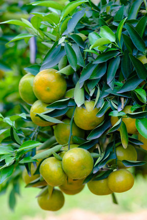 tangerines on the tree with green leavesの写真素材