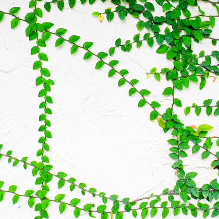 Green ivy covered on white wallの写真素材
