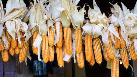 yellow dried corn  backgroundの写真素材