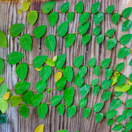 Green ivy covered wall as background imageの写真素材