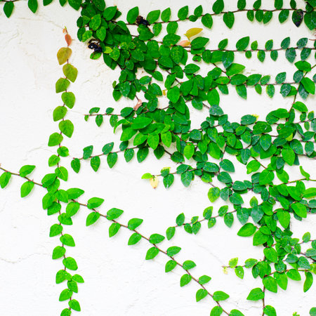 Green ivy covered on white wallの写真素材