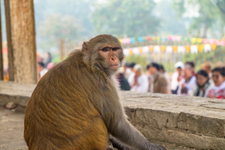 monkeyの写真素材