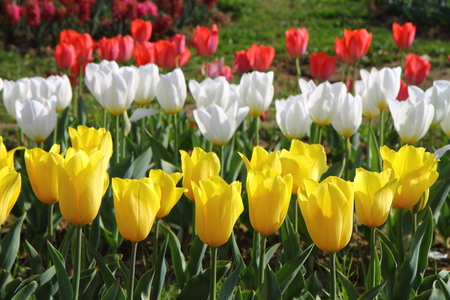 Beautiful colorful tulips in Tulip Festivalの写真素材