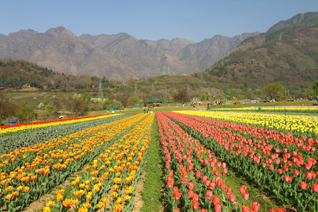 Beautiful colorful tulips in Tulip Festivalの写真素材