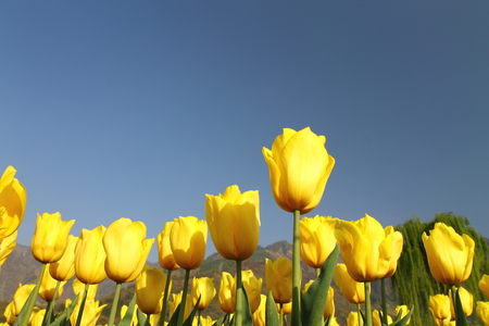 Beautiful colorful tulips in Tulip Festivalの写真素材