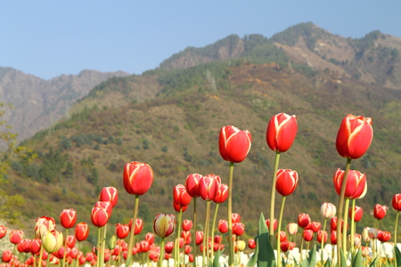 Beautiful colorful tulips in Tulip Festivalの写真素材