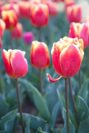 SRINAGAR, INDIA (April 2017) - Tulip festival - many tulips in the gardenの写真素材