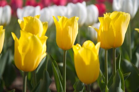 many tulips in the gardenの写真素材