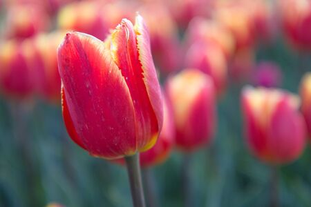 closeup red tulips in the garden with mountain in backgroundの写真素材