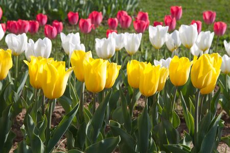 many yellow, white and red tulips in the gardenの写真素材