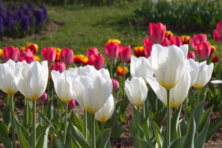 many white and red tulips in the gardenの写真素材