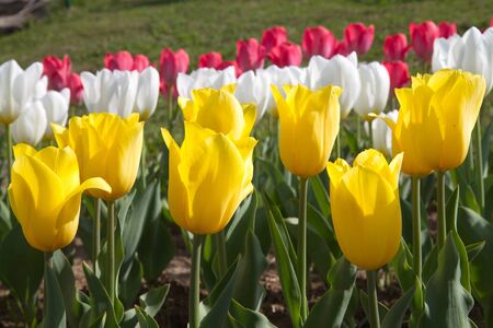 many yellow, white and red tulips in the gardenの写真素材