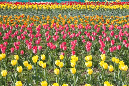 many tulips in the gardenの写真素材