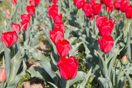 many red tulips in the gardenの写真素材