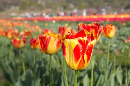 many tulips in the gardenの写真素材