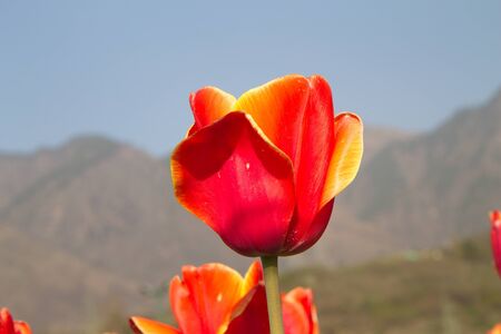 closeup red tulips in the garden with mountain in backgroundの写真素材