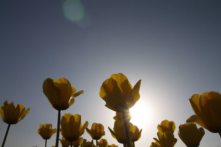 silhouette tulips in the gardenの写真素材