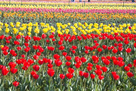 many tulips in the gardenの写真素材