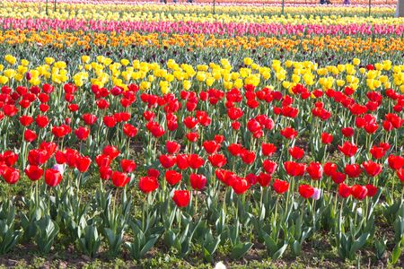 many tulips in the gardenの写真素材