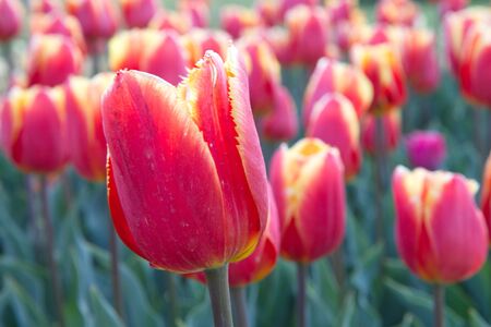 closeup red tulips in the gardenの写真素材