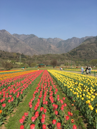 SRINAGAR, INDIA (April 2017) - Tulip festival - many tulips in the garden with mountain in backgroundのeditorial素材