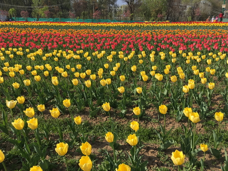 SRINAGAR, INDIA (April 2017) - Tulip festival - many tulips in the gardenのeditorial素材
