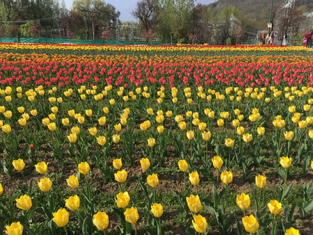 SRINAGAR, INDIA (April 2017) - Tulip festival - many tulips in the gardenのeditorial素材