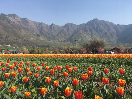 SRINAGAR, INDIA (April 2017) - Tulip festival - many tulips in the garden with mountain in backgroundのeditorial素材