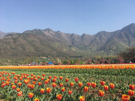 SRINAGAR, INDIA (April 2017) - Tulip festival - many tulips in the garden with mountain in backgroundのeditorial素材