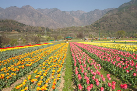 SRINAGAR, INDIA (April 2017) - Tulip festival - many tulips in the garden with mountain in backgroundのeditorial素材
