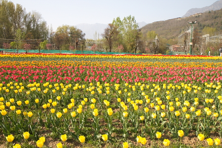 SRINAGAR, INDIA (April 2017) - Tulip festival - many tulips in the garden with mountain in backgroundのeditorial素材