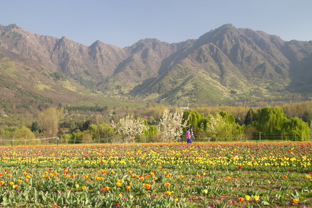 SRINAGAR, INDIA (April 2017) - Tulip festival - many tulips in the garden with mountain in backgroundのeditorial素材